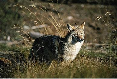 《上古卷轴4》大型Mod开发者谈官方重制版 这是双赢